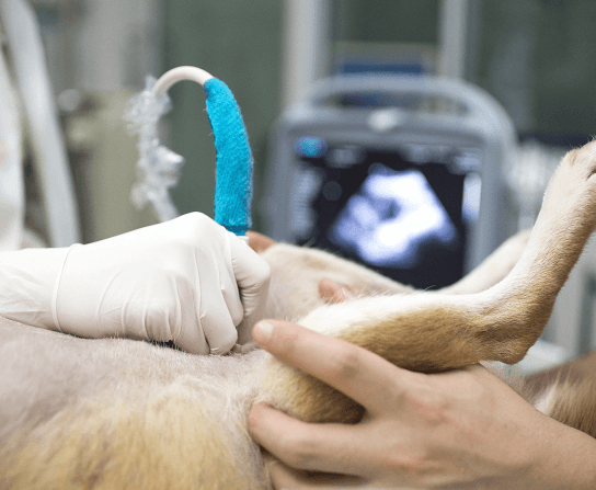 Ultrasound