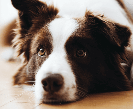 Sick Visits/Unwell Pets