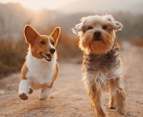 Pet Wellness Care